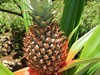 Je libo ananas? Na prohlídce Spice tour! (Zanzibar, Slávek Suldovský)